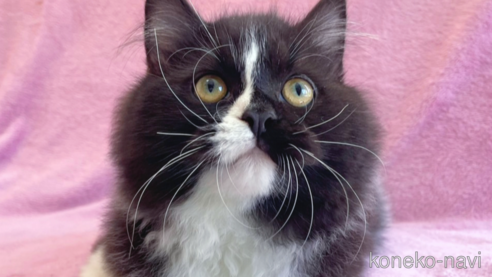 成約済の神奈川県のラガマフィン-52667の1枚目