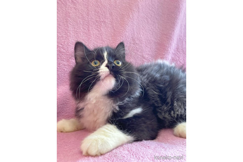 成約済の神奈川県のラガマフィン-52667の3枚目