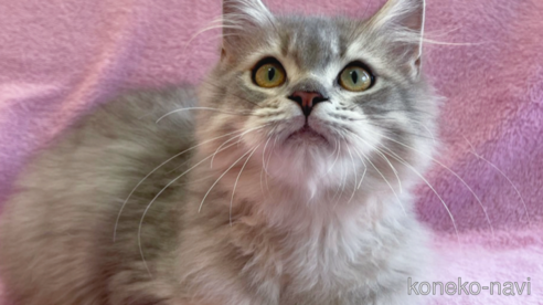 成約済の神奈川県のサイベリアン-57668の1枚目