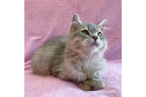 成約済の神奈川県のサイベリアン-57668の2枚目