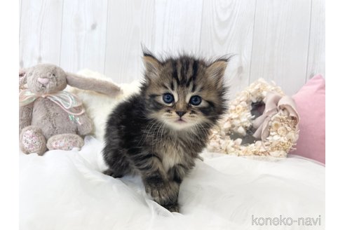 成約済の大阪府のサイベリアン-66610の7枚目