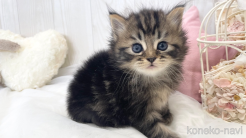 成約済の大阪府のサイベリアン-66610の6枚目