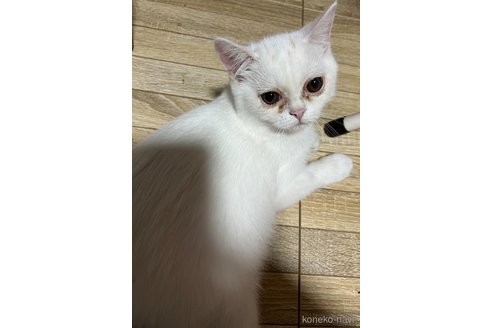 成約済の埼玉県のミックス-62513の57枚目