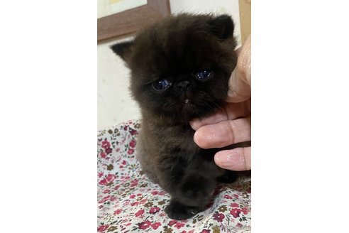 販売中の大阪府のエキゾチックショートヘア-64533