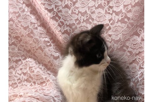 成約済の三重県のサイベリアン-63288の7枚目