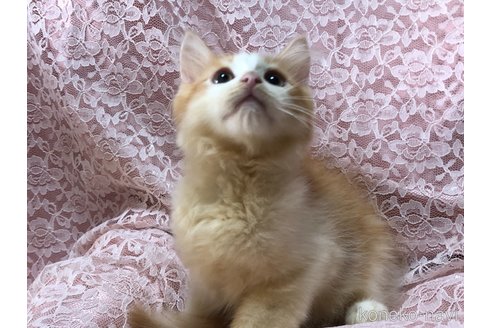 成約済の三重県のサイベリアン-63286の6枚目