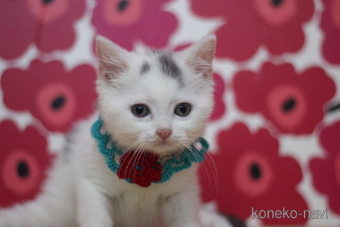 成約済の東京都のマンチカン-65023の2枚目