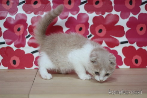 成約済の東京都のスコティッシュフォールド(折れ耳)-66856の2枚目