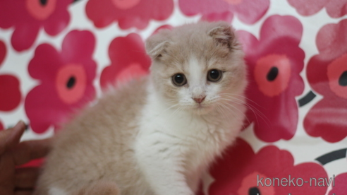 成約済の東京都のスコティッシュフォールド(折れ耳)-66856の1枚目