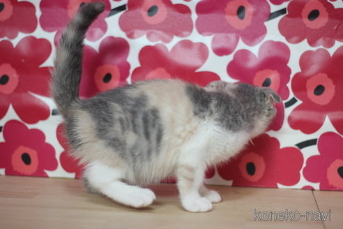 成約済の東京都のスコティッシュフォールド(折れ耳)-66858の2枚目