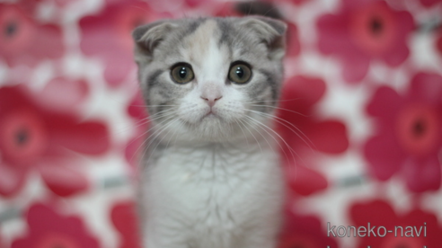 成約済の東京都のスコティッシュフォールド(折れ耳)-66858の1枚目