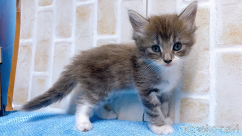 成約済の東京都のサイベリアン-66866の1枚目