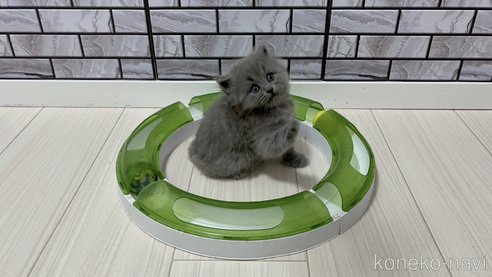 成約済の福岡県のマンチカン-66871の4枚目