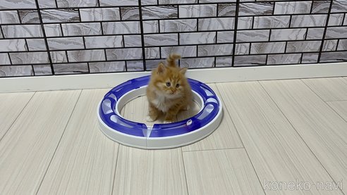 成約済の福岡県のマンチカン-66872の5枚目