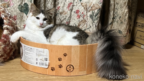 販売中の山口県のノルウェージャンフォレストキャット-47753の1枚目