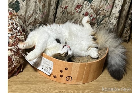 販売中の山口県のノルウェージャンフォレストキャット-47753の2枚目
