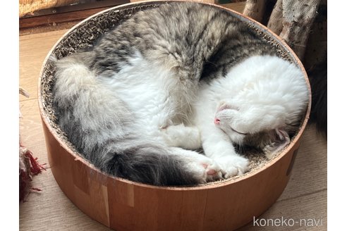 販売中の山口県のノルウェージャンフォレストキャット-47753の3枚目