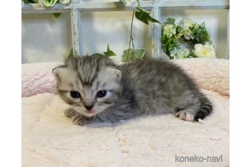 成約済の大阪府のスコティッシュフォールド-66914の2枚目