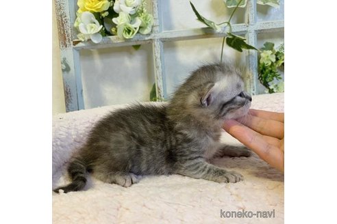 成約済の大阪府のスコティッシュフォールド-66914の3枚目