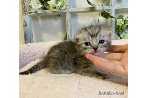 成約済の大阪府のスコティッシュフォールド-66914の4枚目