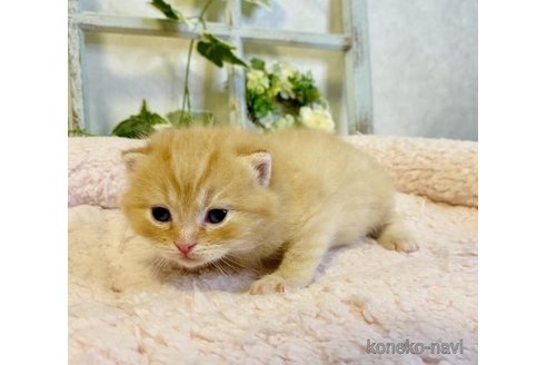 成約済の大阪府のスコティッシュストレート-66915の5枚目