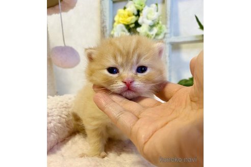 成約済の大阪府のスコティッシュストレート-66915の3枚目