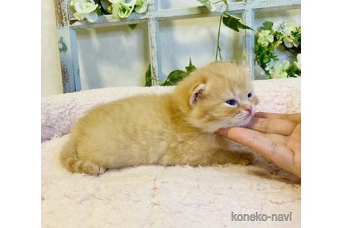 成約済の大阪府のスコティッシュストレート-66915の4枚目