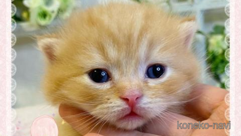 成約済の大阪府のスコティッシュストレート-66915の1枚目