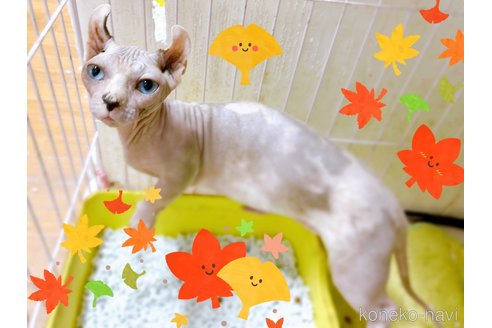 成約済の東京都のその他の猫種-31114の4枚目