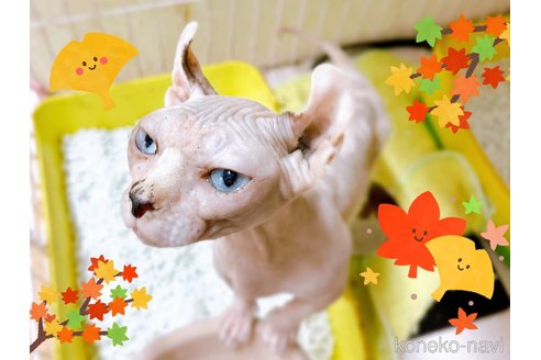 成約済の東京都のその他の猫種-31114の3枚目