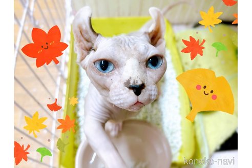 成約済の東京都のその他の猫種-31114の2枚目