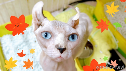 成約済の東京都のその他の猫種-31114の1枚目