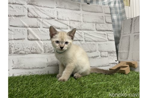 成約済の愛知県のマンチカン-65576の2枚目