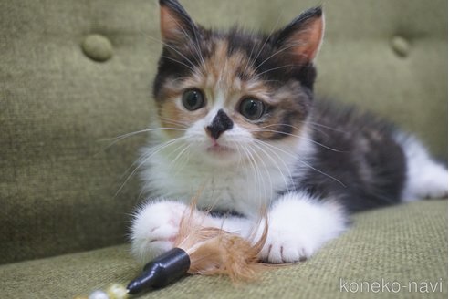 血統書のある子猫を探す（21ページ目）｜子猫ブリーダーナビ