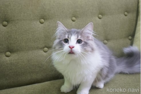 成約済の神奈川県のマンチカン-58545の7枚目