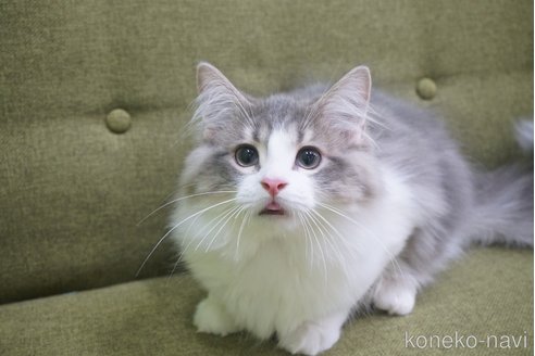 成約済の神奈川県のマンチカン-58545の4枚目