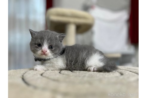成約済の神奈川県のブリティッシュショートヘア-67013の2枚目