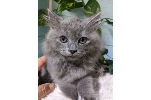 成約済の群馬県のスコティッシュフォールド-57047の2枚目