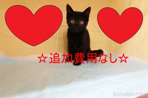 成約済の東京都のミヌエット-65880の1枚目