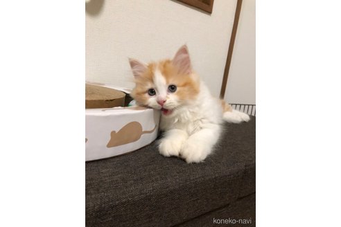 りんちゃん1枚目