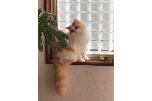 りんちゃん1枚目