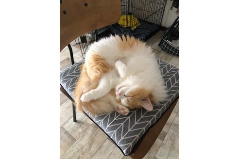 りんちゃん1枚目