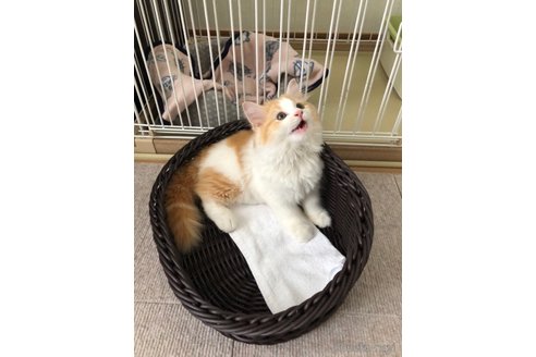 りんちゃん1枚目