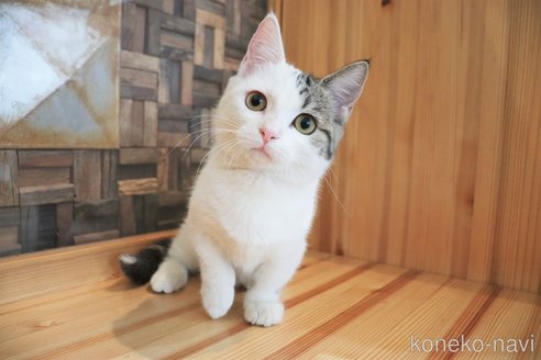成約済の大阪府のマンチカン(短足)-67096の4枚目
