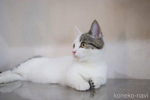 成約済の大阪府のマンチカン(短足)-67096の2枚目