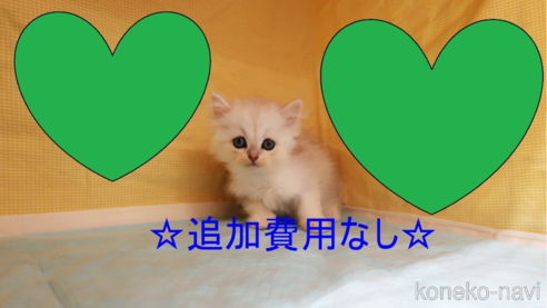 成約済の東京都のペルシャ-67101の1枚目