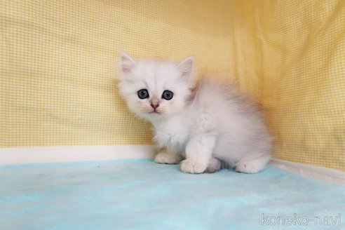 成約済の東京都のペルシャ-67101の3枚目