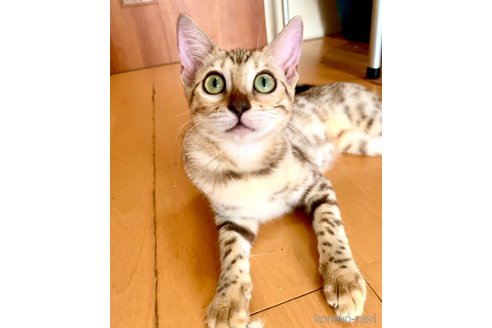 成約済の静岡県のベンガル-56377の10枚目