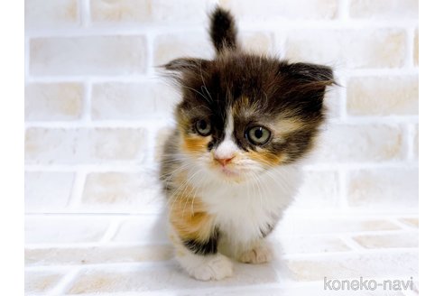 成約済の東京都のマンチカン(短足)-67120の2枚目