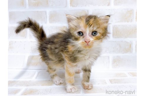 成約済の東京都のマンチカン-67121の2枚目